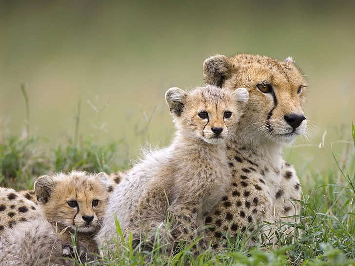 animals-baby-cheetahs-cubs-wallpaper-preview.jpg