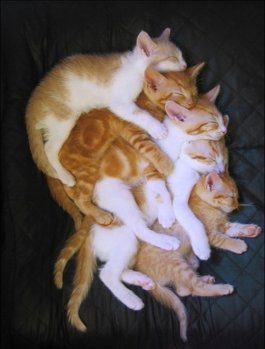 group-cat-hug.jpg