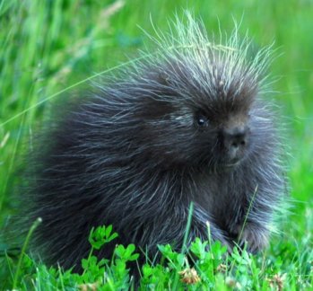 Porcupine1.JPG