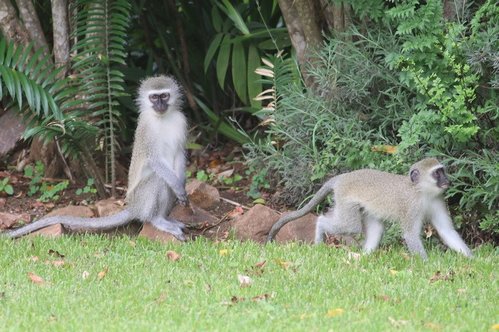 Monkeys 061.JPG