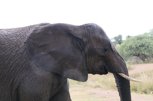 Elephants 065.JPG