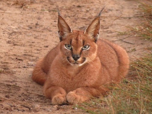 Gondwana-Caracal-Photo.JPG.jpeg