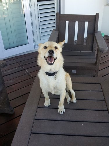 Rusty the Rascal.jpg