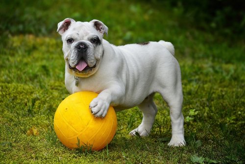Dog-playing-with-ball.jpg