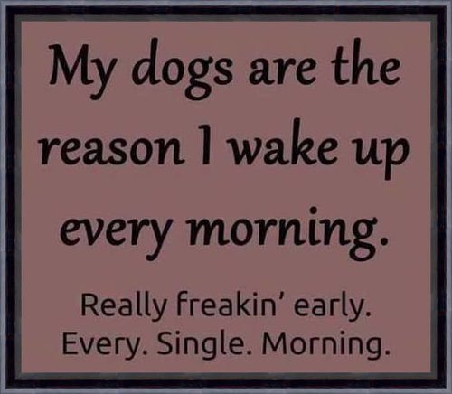 My dogs are the reason I wake up early.jpg