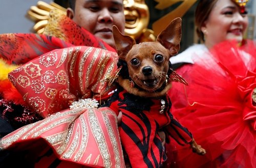 2018-02-14t073534z_969883751_rc1dc1a13100_rtrmadp_3_lunar-newyear-philippines-dogs_4.jpg