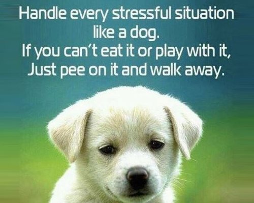 Handle every situation like a dog.jpg