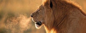 Lion breath.jpg
