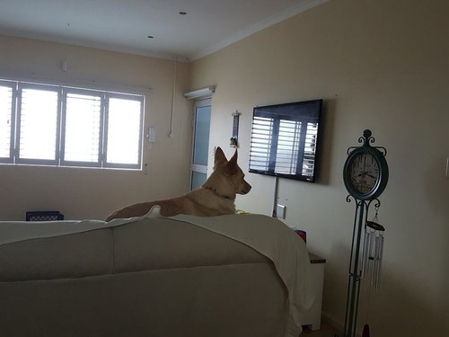 20180424_Rusty keeping eye on the time.jpg
