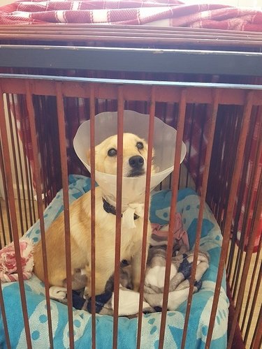 20180606_Rusty after op_1.jpg