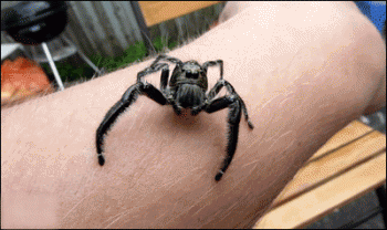 spider-jumps-on-camera-lense.gif