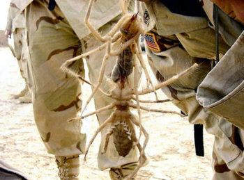 Camel-spider.jpg