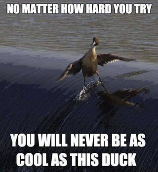 cool duck.jpg