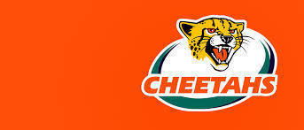 cheetahs1.jpg