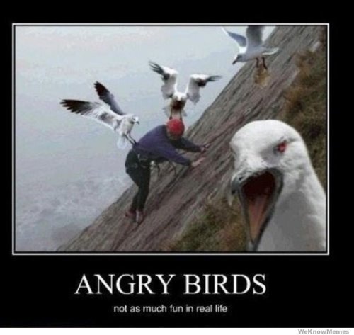 angry-birds-not-as-much-fun-in-real-life.jpg