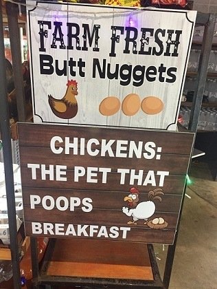 Chickens  poop breakfast.jpg