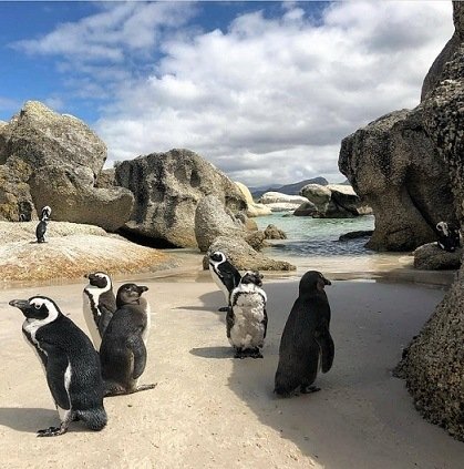 Penguin colony.jpg