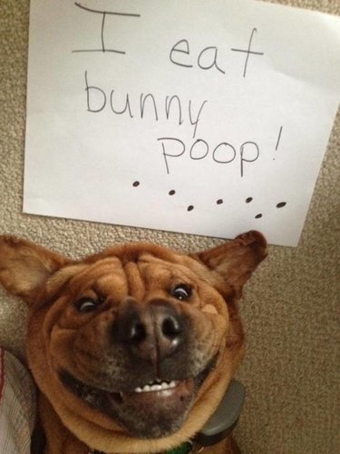 Cats-and-Dogs-Confess-Their-Crimes-1.jpg