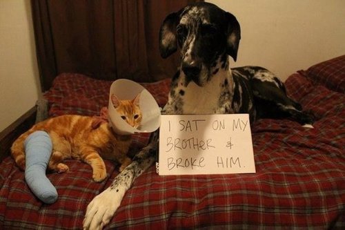 Cats-and-Dogs-Confess-Their-Crimes-9.jpg