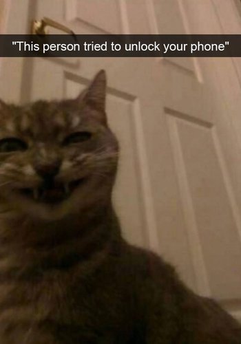 hilarious-cat-snapchats-3.jpg