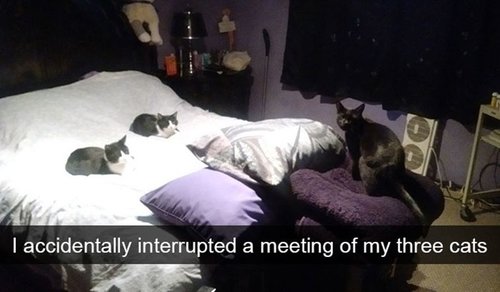 hilarious-cat-snapchats-19.jpg