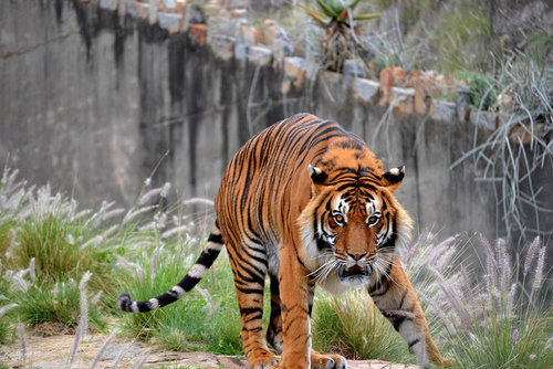 tiger-pretoria-zoo.jpg