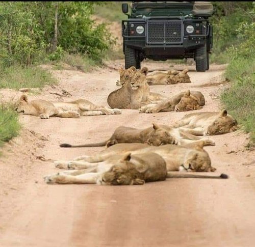 Roadblock Photo by Stephen Terblanche.jpg