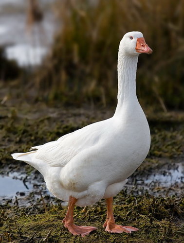 Goose.jpg