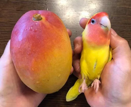mangoes.png
