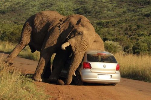 Elephant and car.jpg