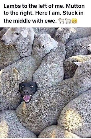 Stuck in the middle with ewe.jpg