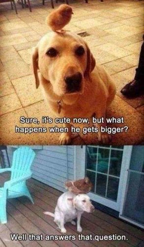 35-Cool-funny-animal-memes-funny-animals-pictures-8.jpg