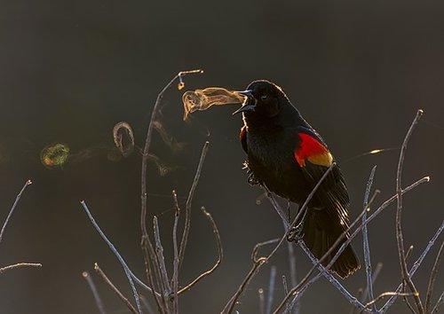 GP_Aud_Kathrin_Swoboda_Red-winged_Blackbird_Amateur.jpeg