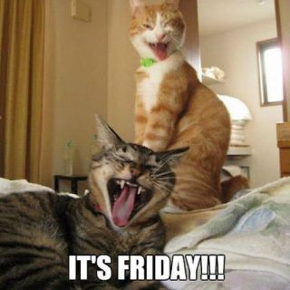 Its-friday-cats-meme-1.jpg