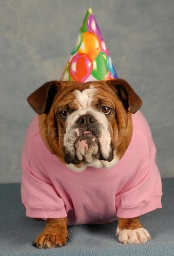 funny-birthday-dog-8383795.jpg