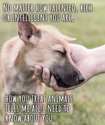 How you treat animals.jpg