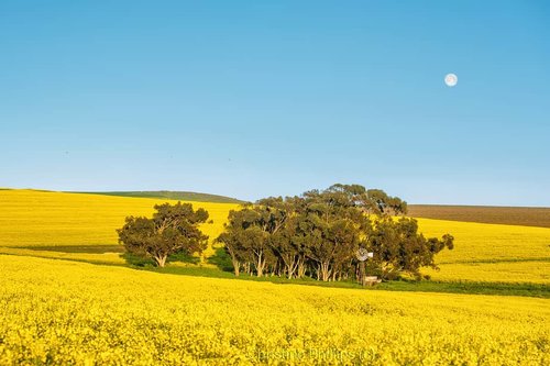 Canola Fields by Christine Phillips Photography.jpg