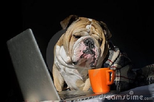 Bulldog on computer.jpg