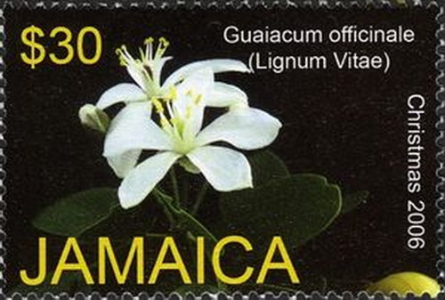 Guaiacum-Lignum4.jpg