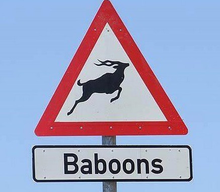 Baboons.jpg