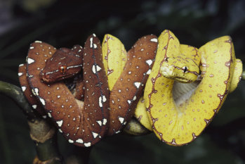 green-tree-python-juveniles-gerry-ellis.jpg