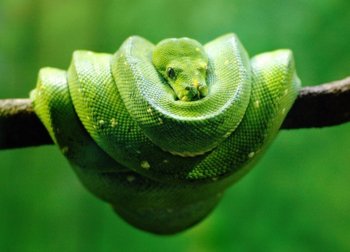 green_tree_python_zps709c35e5.jpeg