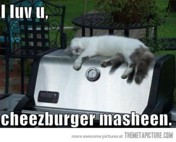 funny-cat-sleeping-cheese-burger.jpg