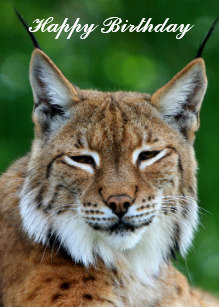 lynx_beautiful_happy_birthday.jpg