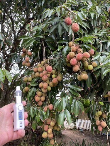 Litchi Orchard 3.jpg