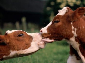 Kiss.jpg