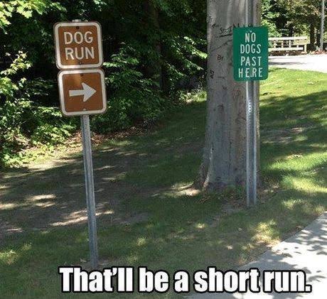 dog run.jpg