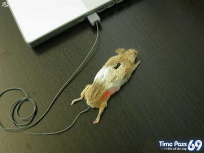 mouse_mouse.jpeg