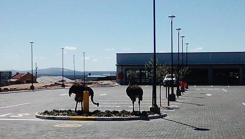 Ostriches at Spar_2.jpg