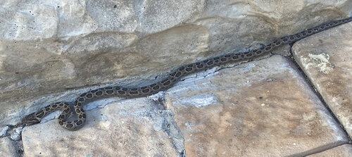 Spotted Rock Snake 1.JPG